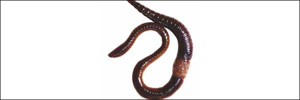 download biggest earthworms