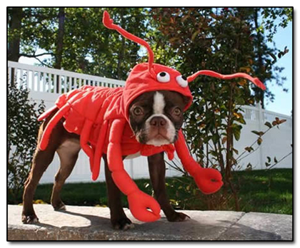 What eats lobsters?