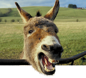 Image result for huge donkey