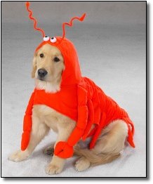 6 Well Intentioned Ways You Re Ruining Your Dog Cracked Com