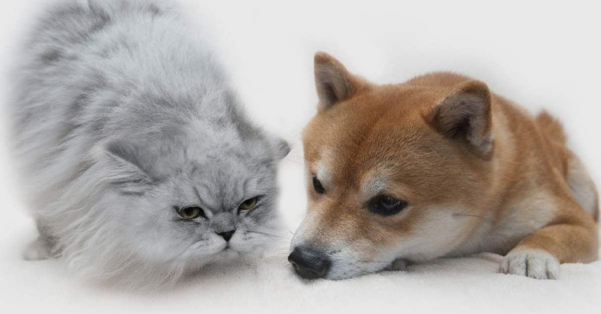The Definitive Reason Cats Are Better Than Dogs