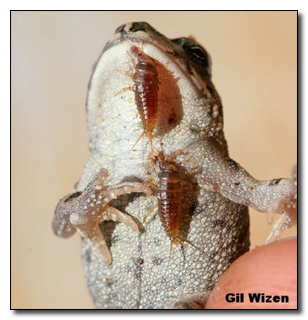 epomis beetle infesting on frog
