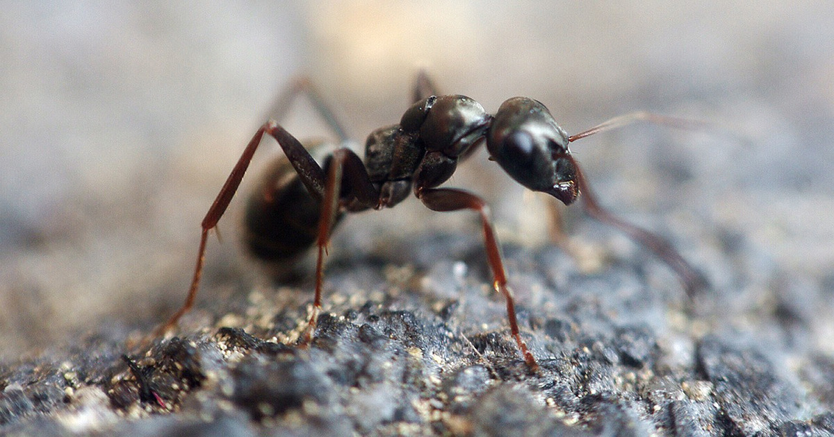 Movie insect world domination 14