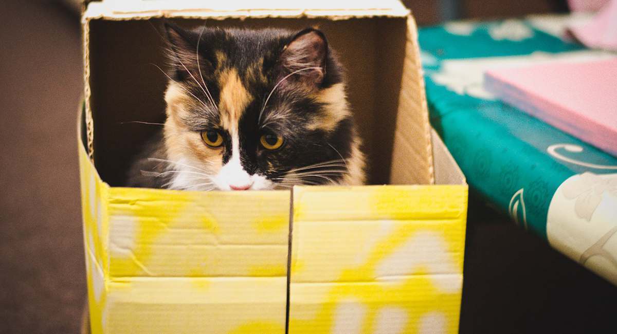 position sex cat The in Hot porno Kylie minogue in pantyhose