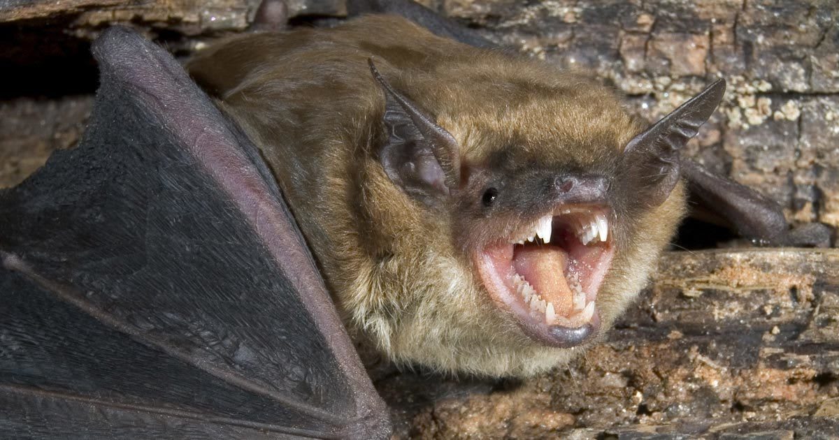 Bats Won't Fly Into Your Hair (Like In The Movies)