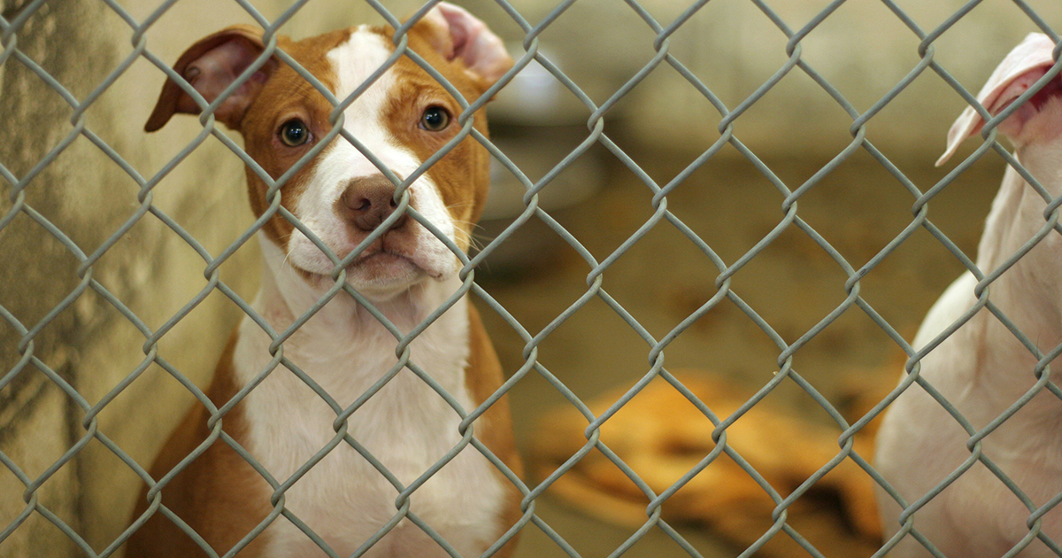 I Tested Drugs on Animals 5 Insane Things I Learned