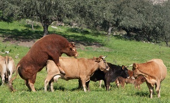 Animal bull fucking girl Not animal bull fucking girl