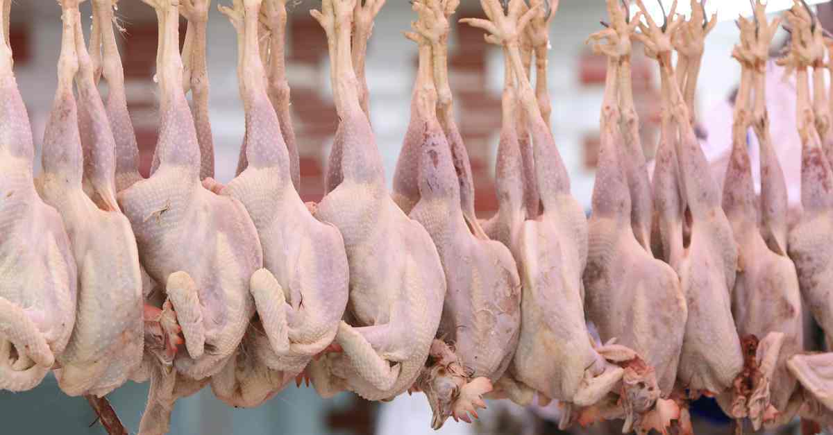 5 Things I Learned Slaughtering Millions Of Chickens