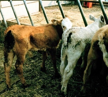 Don of porno Guy fucking a dead cow