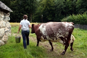 Guy fucking a dead cow I have a hijab fetish