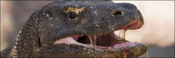 The 8 Most Disgusting Animal Defenses