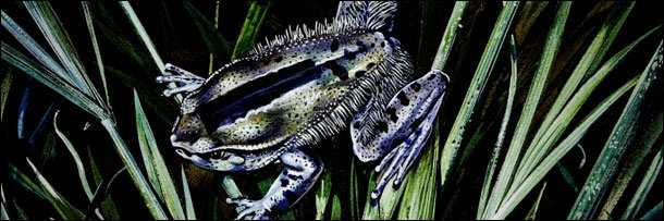 The 8 Most Disgusting Animal Defenses