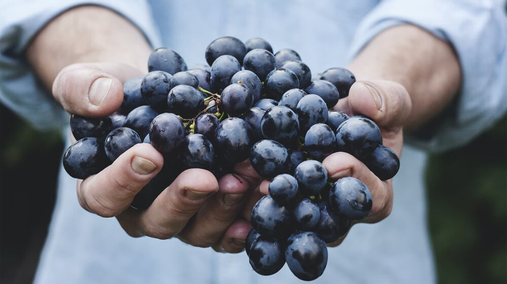 holding grapes