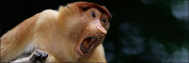 The 8 Most Disgusting Animal Defenses