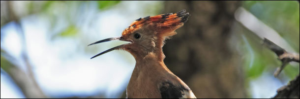 The 8 Most Disgusting Animal Defenses