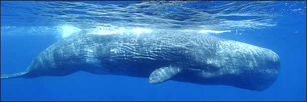 The 8 Most Disgusting Animal Defenses