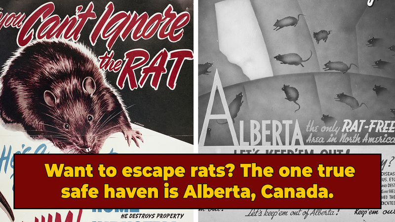 How Alberta, Canada Got Rid Of All Its Rats