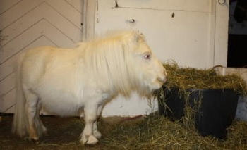 The 6 Most Horrifying Pets We've Bred Into Existence