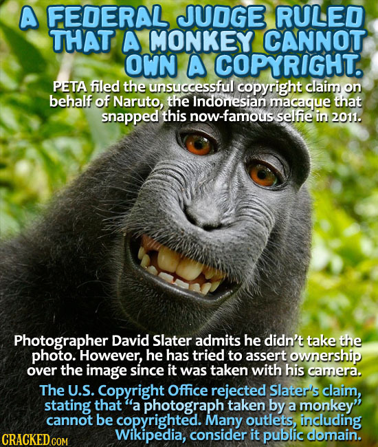 A FEDERAL JUDGE RULED THAT A MONKEY CANNOT OWN A COPYRIGHT. PETA filed the unsuccessful copyright claim on behalf of Naruto, the Indonesiant macaque t