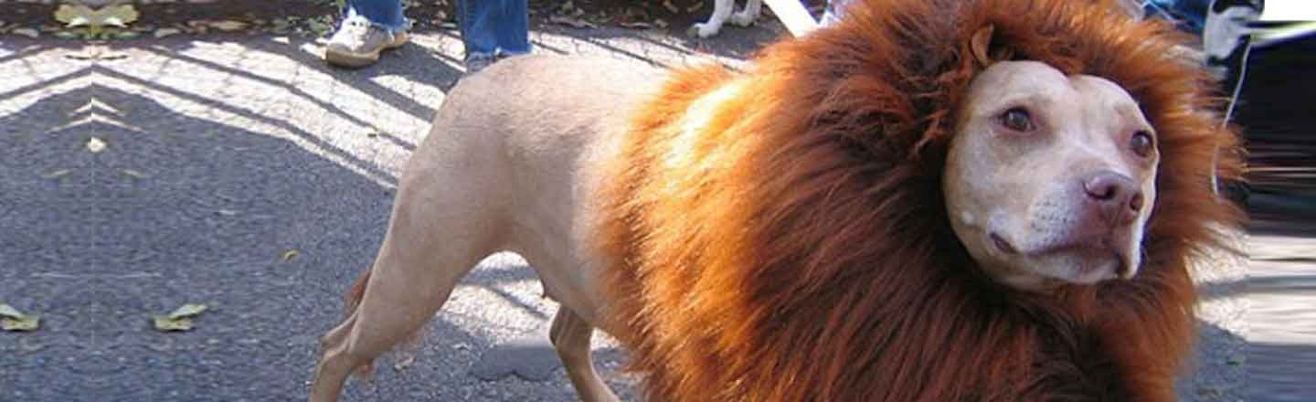 7 Insane Things People Did To Make Their Pets Look Insane