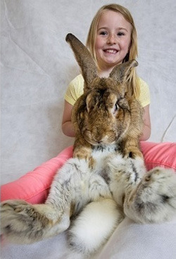 The 6 Most Horrifying Pets We've Bred Into Existence