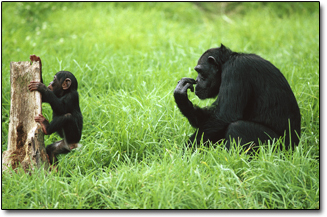 You Wont Believe What This Animal Can Do