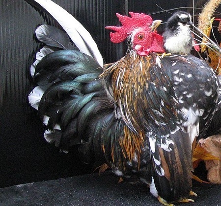 The 6 Most Horrifying Pets We've Bred Into Existence