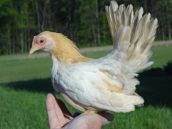 The 6 Most Horrifying Pets We've Bred Into Existence