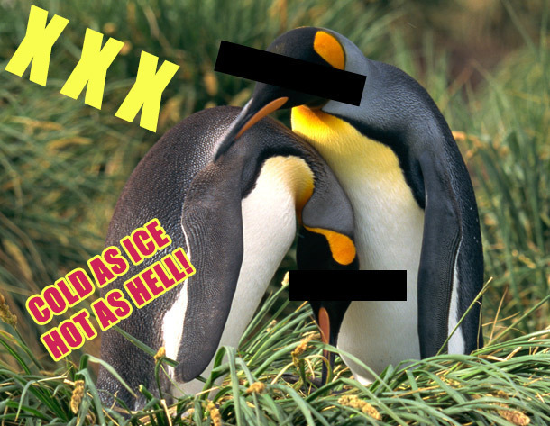 XxX ASICE COLD HOTASHELLI 