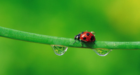 6 Horrifying Dark Sides of Creatures You Think Are Adorable | Cracked.com