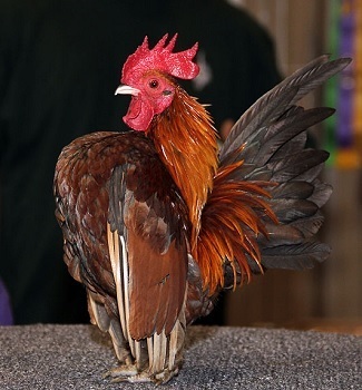 The 6 Most Horrifying Pets We've Bred Into Existence