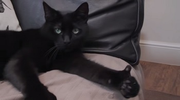 The 6 Most Horrifying Pets We've Bred Into Existence