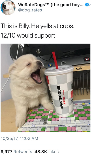 WeRateDogsTM (the good boy... @dog_rates This is Billy. He yells at cups. 12/10 would support onct van #FASTFOODIE i 10/25/17, 11:02 AM 9,977 Retweets