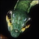 Cracked Round-Up: James Joyce Edition