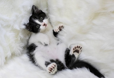 The 6 Most Horrifying Pets We've Bred Into Existence