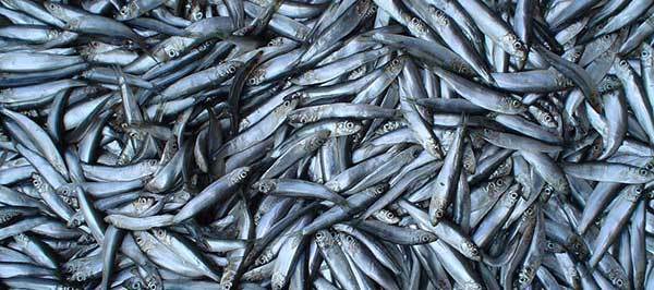 5 Attention Deficit Drugs Reviewed (by Taking Them)