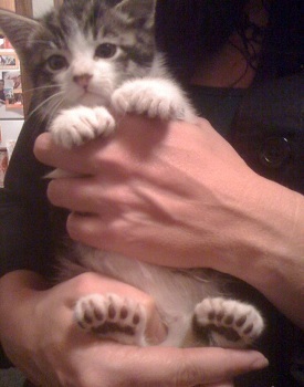 The 6 Most Horrifying Pets We've Bred Into Existence