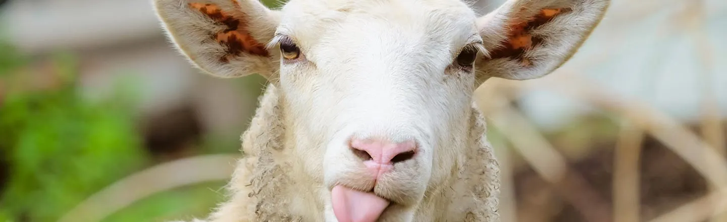 The Inventor Of The Phone Was Obsessed With Sheep Nipples