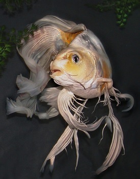 The 6 Most Horrifying Pets We've Bred Into Existence