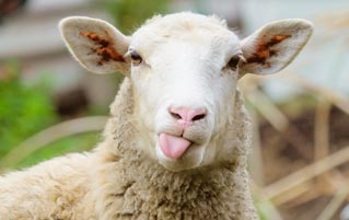 The Inventor Of The Phone Was Obsessed With Sheep Nipples