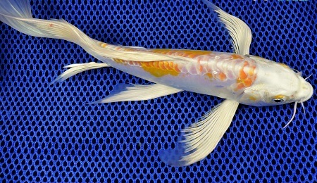 The 6 Most Horrifying Pets We've Bred Into Existence