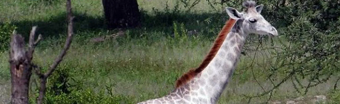 This All-White Giraffe Looks Insanely Cool