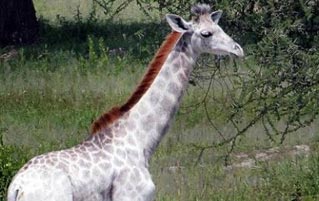 This All-White Giraffe Looks Insanely Cool
