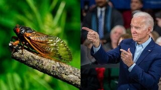 Ding-Dong Central Revs Up Over A Cicada On Biden's Shoulder