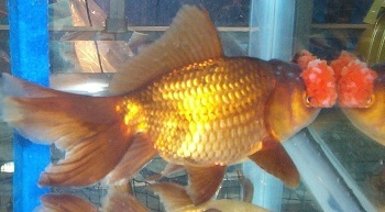 The 6 Most Horrifying Pets We've Bred Into Existence