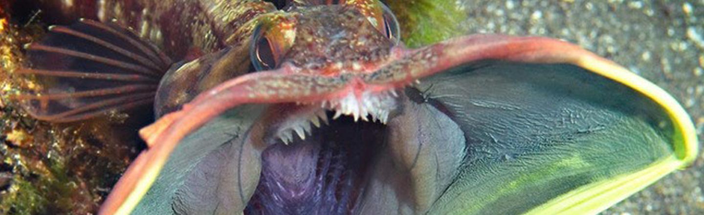 This Bizarre Fish Looks Just Like The Predator