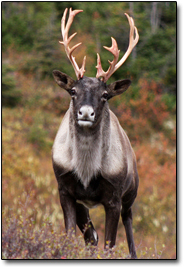 The 6 Most Reckless Uses of Radioactive Material