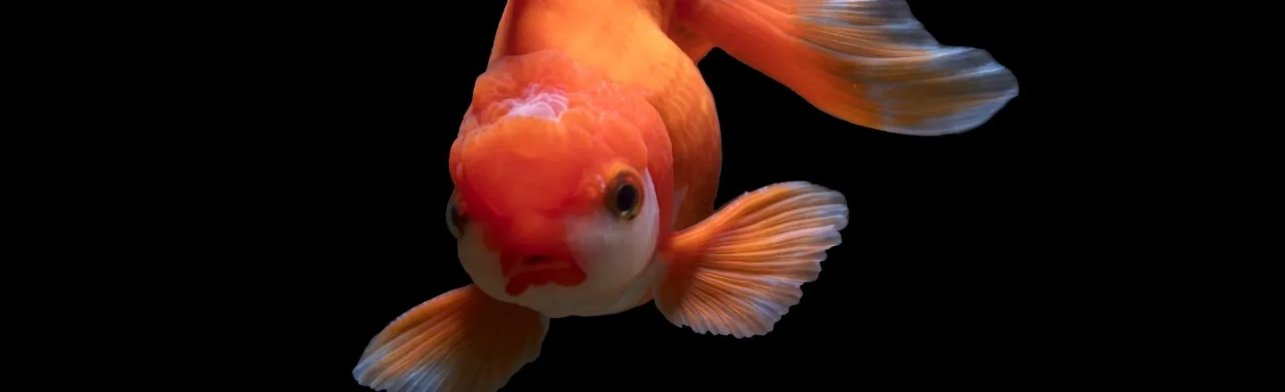 The Scientific Movement To Declare Fish A Myth (It Makes Sense. Really.)