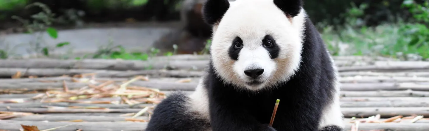 A Zoo Is Bribing A Weird Panda With Sex 