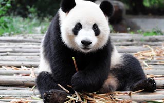 A Zoo Is Bribing A Weird Panda With Sex 